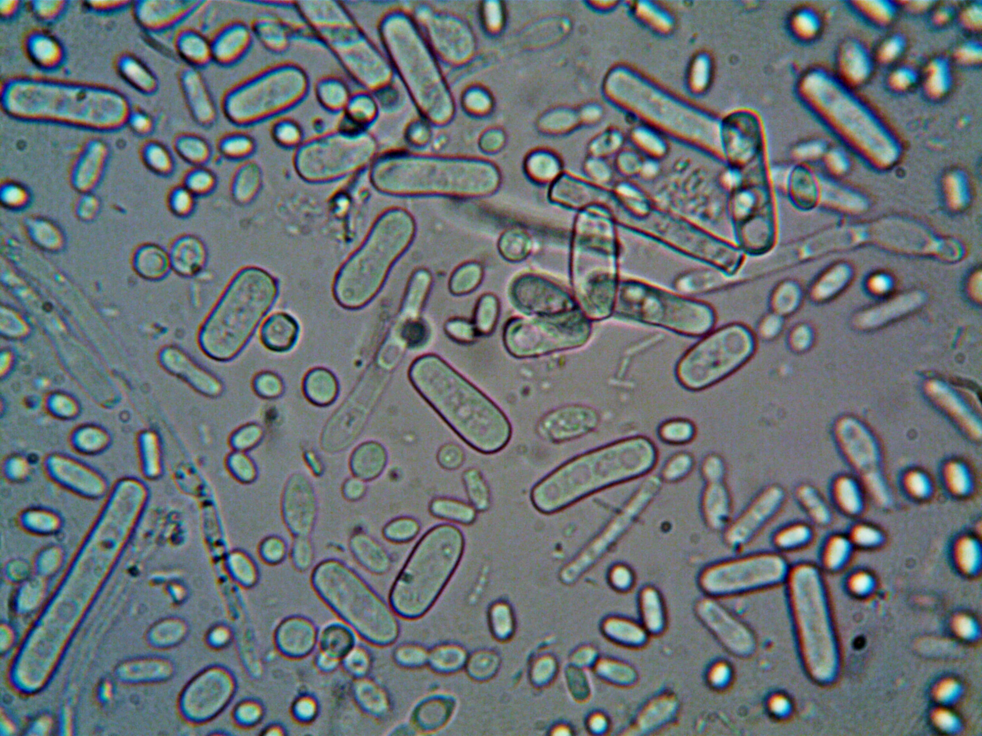 what is microbiome test